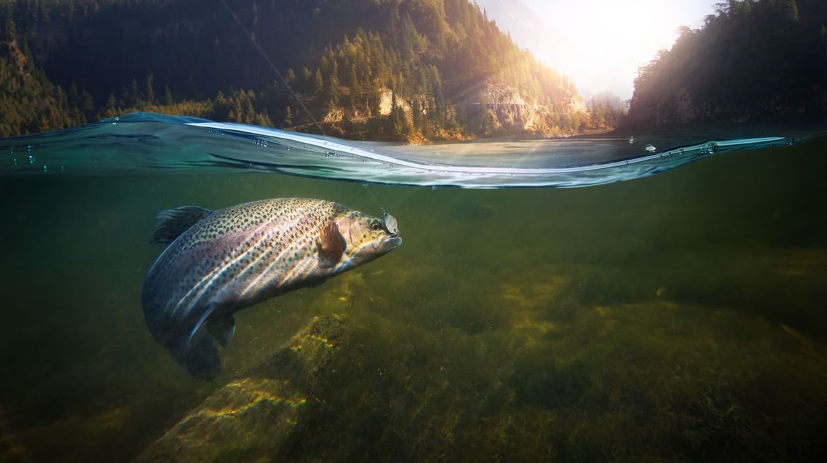 Fishing in the Kalkalpen National Park Region