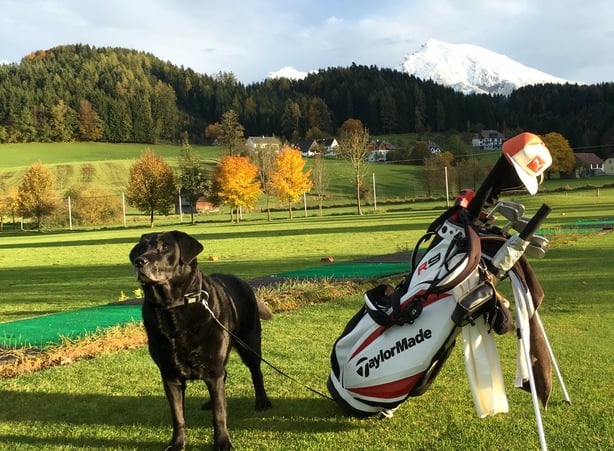 Hunde am Golfplatz