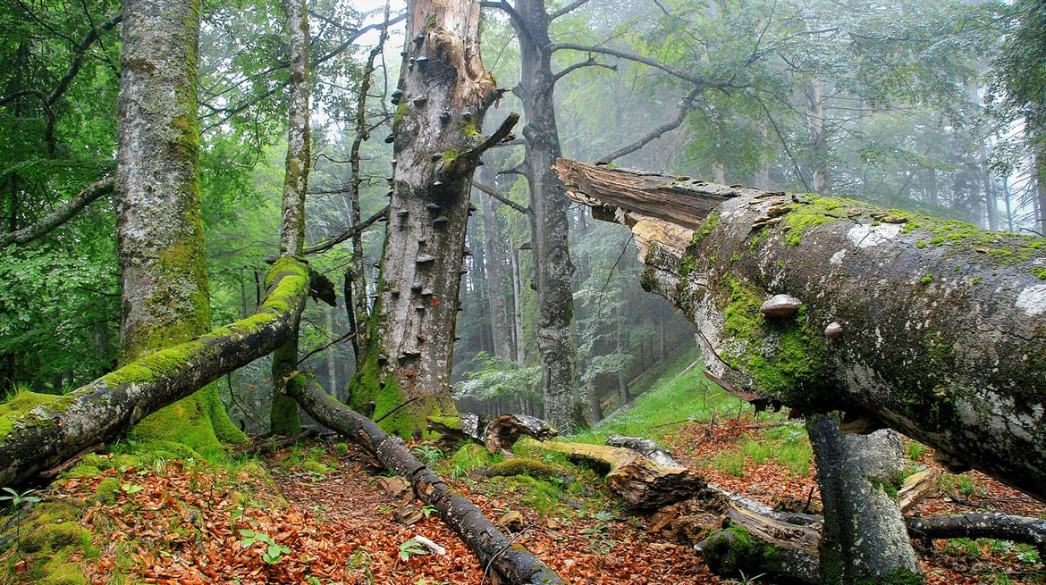 Fitnessstudio Nationalpark: Sportliche Übungen, die sich im Wald durchführen lassen