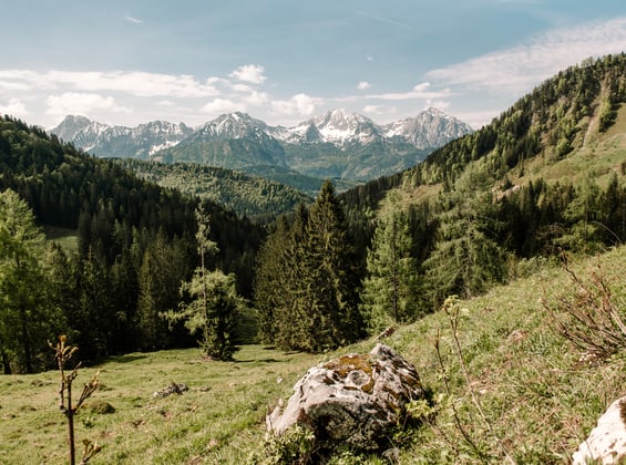 Fitnessstudio Nationalpark: Sportliche Übungen, die sich im Wald durchführen lassen