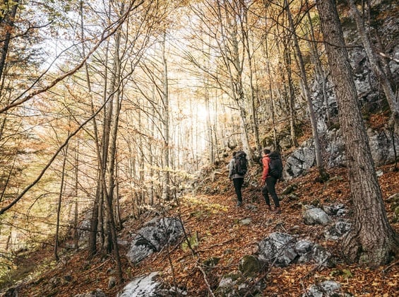 Bäume mithilfe von Blättern bestimmen: Ein Naturerlebnis für Kinder im Nationalpark Kalkalpen