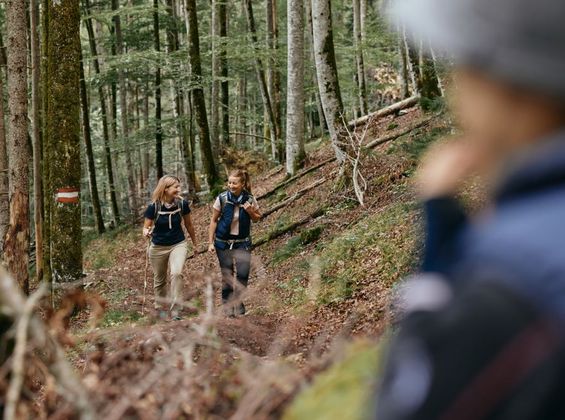 Bäume mithilfe von Blättern bestimmen: Ein Naturerlebnis für Kinder im Nationalpark Kalkalpen