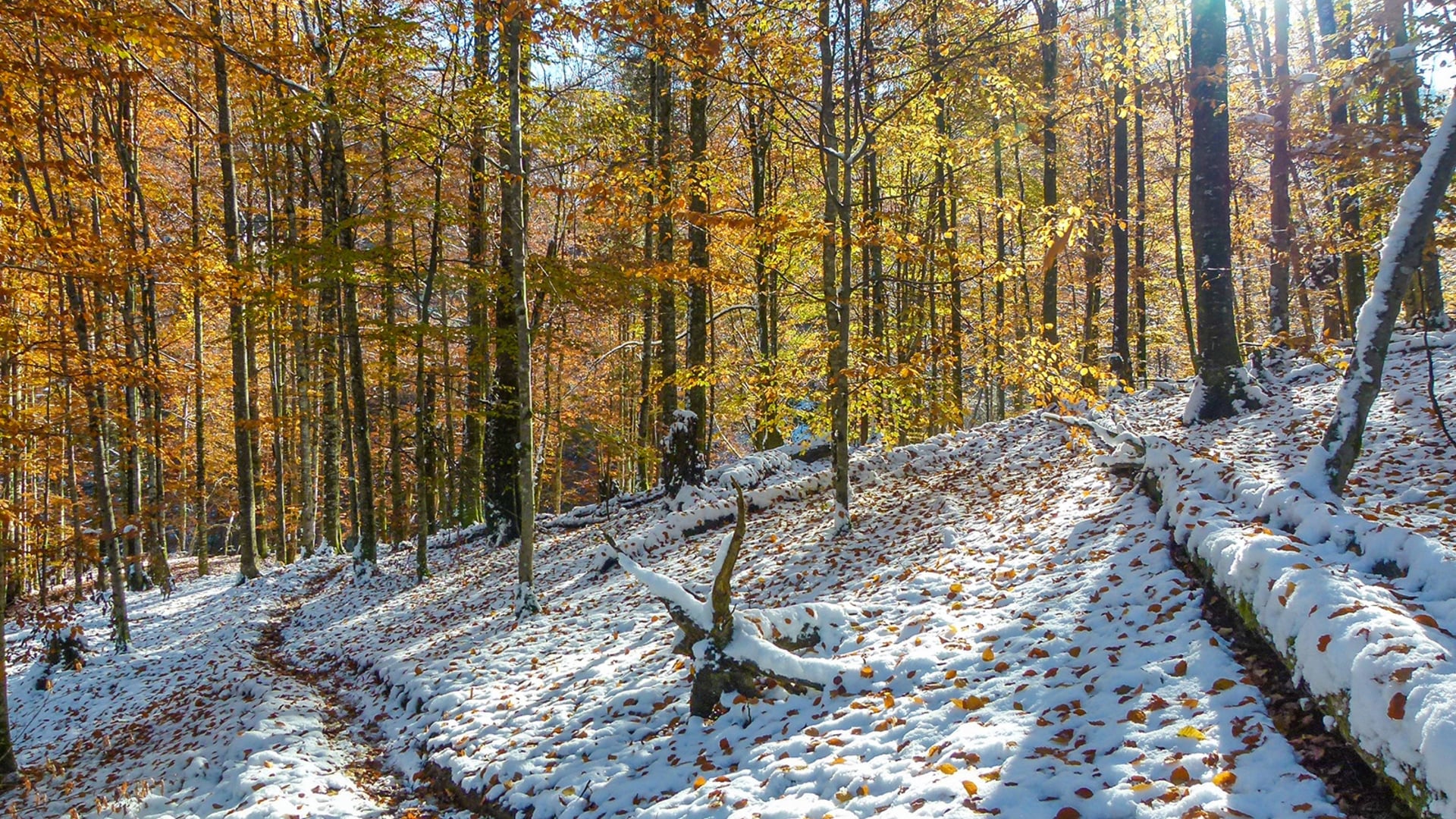 IN THE LIMESTONE ALPS NATIONAL PARK