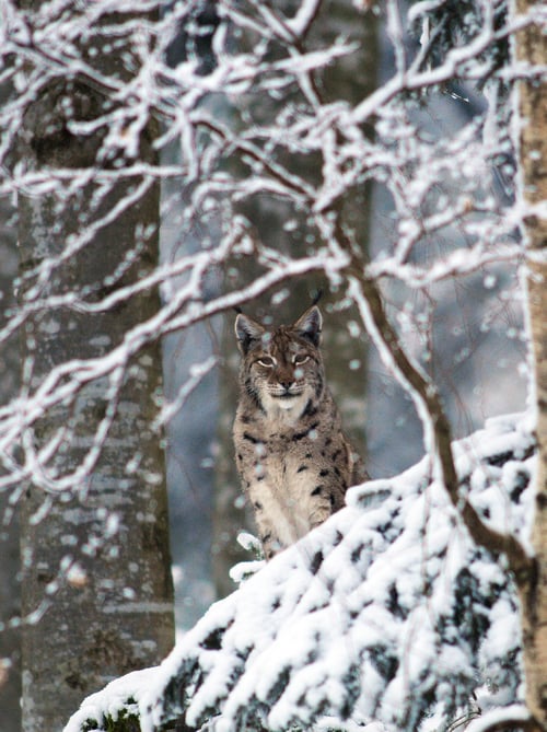 Luchs im verschneiten Nationalpark Kalkalpen