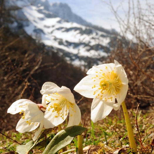 Schneerosen im Nationalpark Kalkalpen