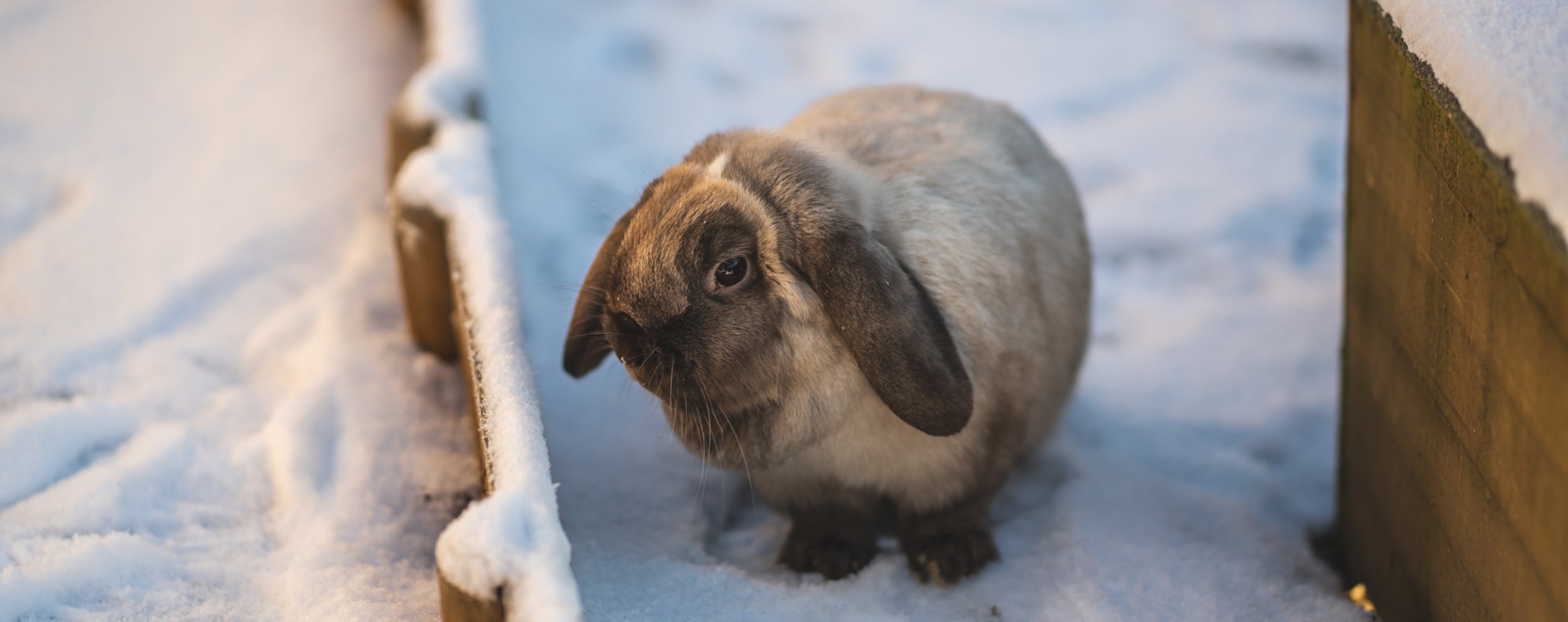 Hase im Schnee im Streichelzoo im Familienhotel Österreich