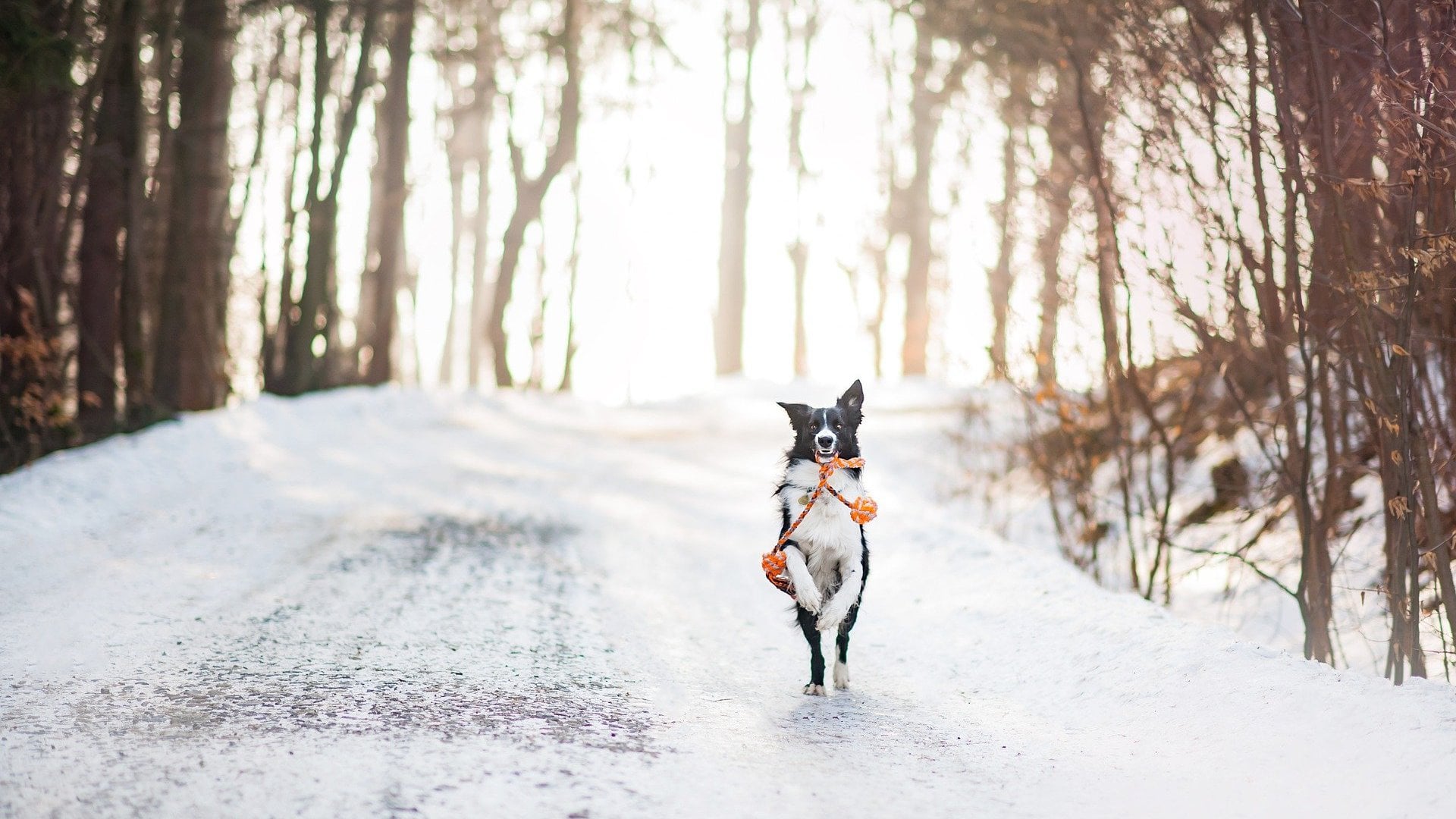 Laufender Border Collie Hund im Winter im Wald mit Spielzeug im Mund