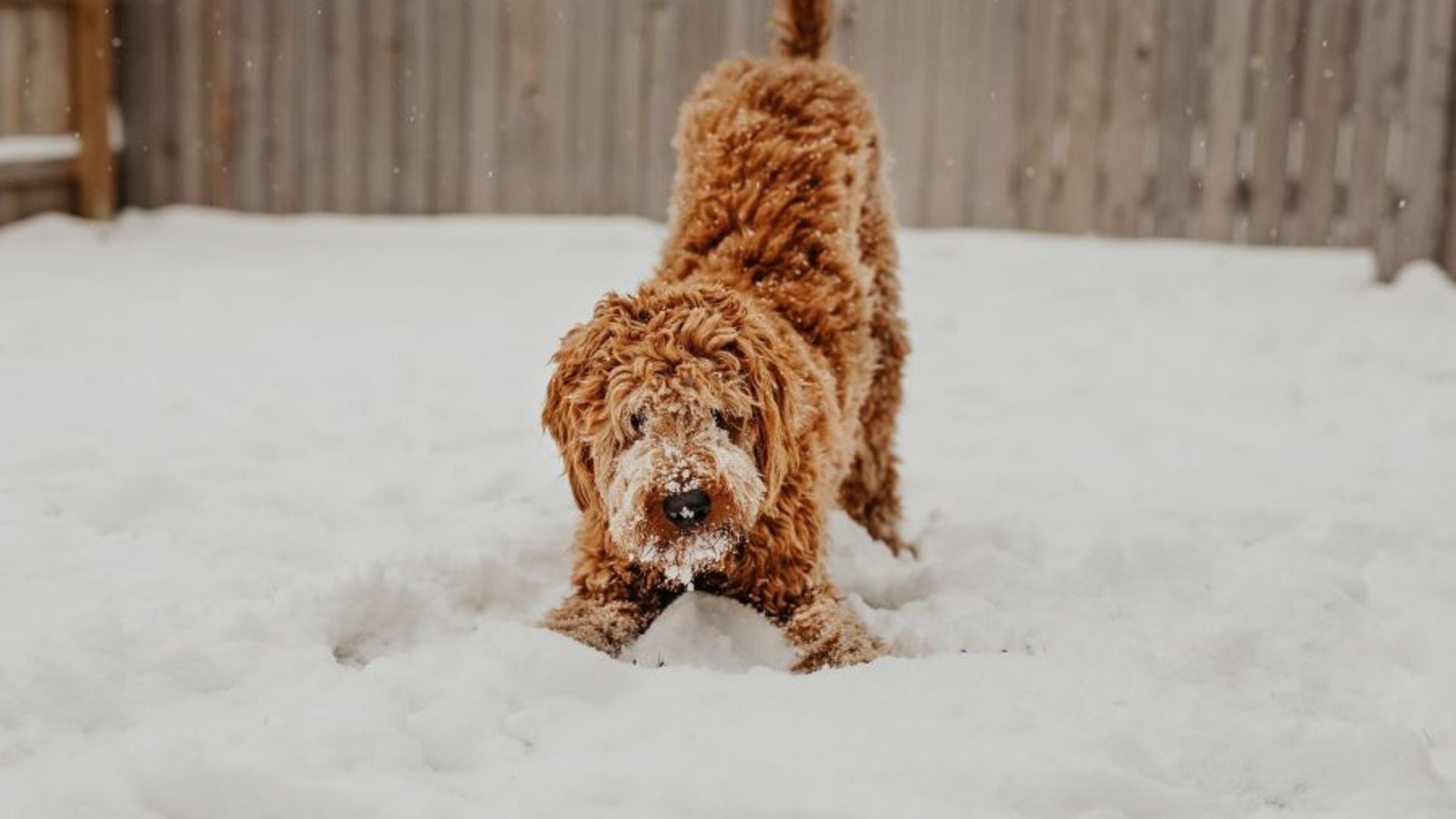 Brauner Hund spielt im Schnee