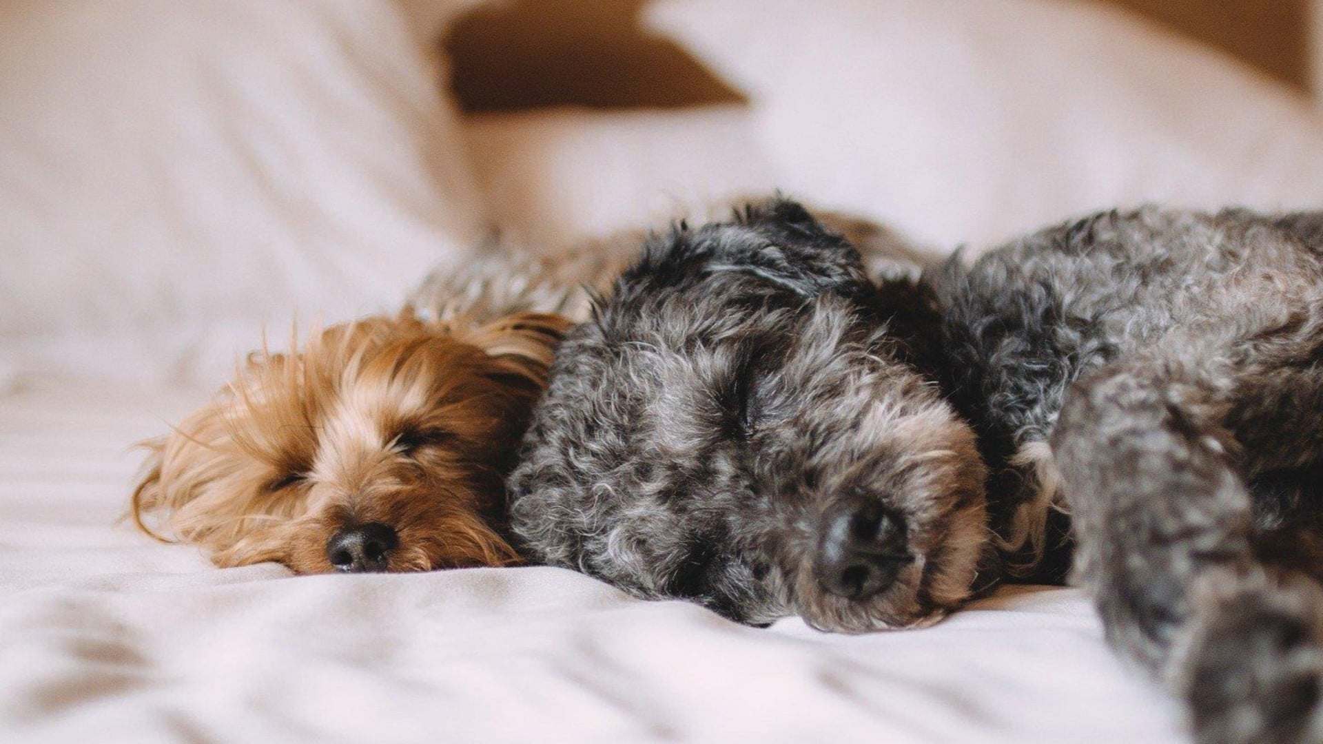 Kleine Hunde schlafen auf dem Bett