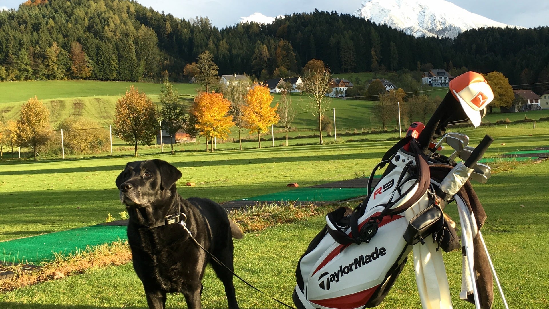 Schwarzer Labrador neben Golfbag auf einem Golfplatz