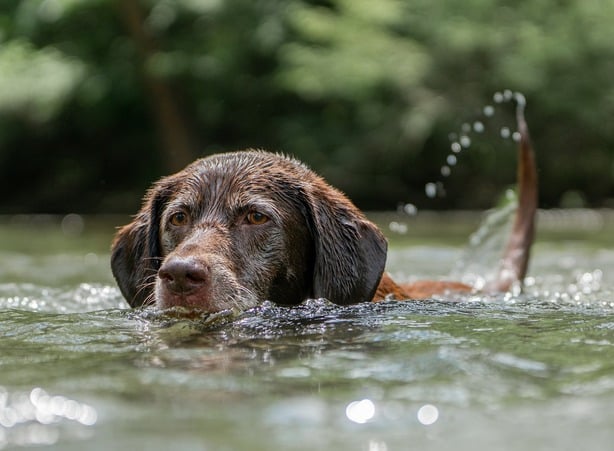 Spaziergänge Hund EN